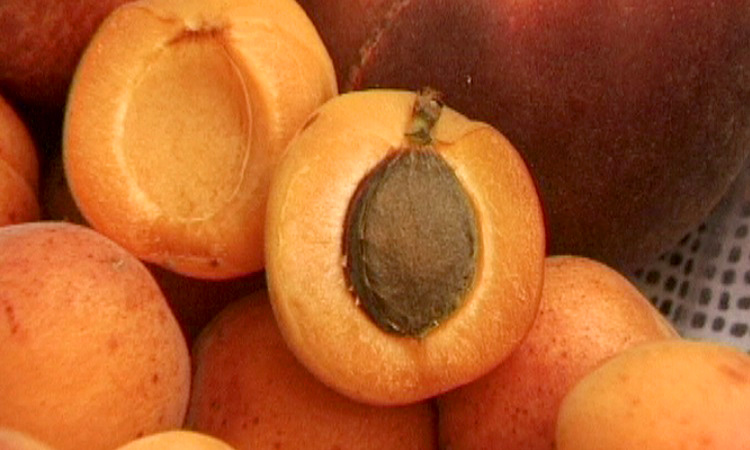 Fécondation et formation du fruit - 3mn 28s